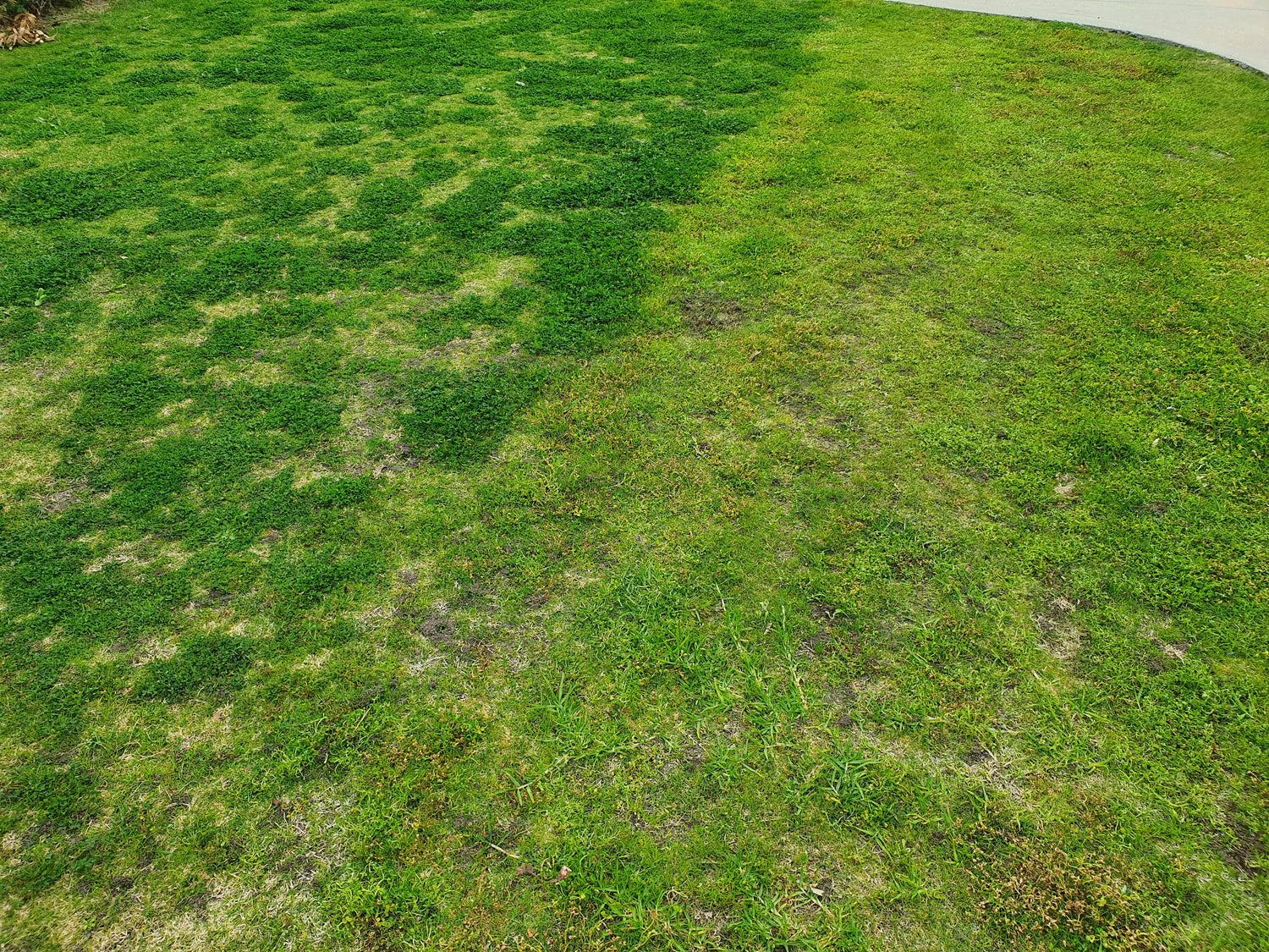 How do I treat the broadleaf weeds in my lawn? Billy Goat Lawns