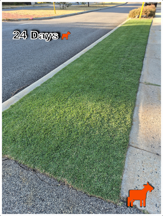 Scalping your Lawn - Mini-reno