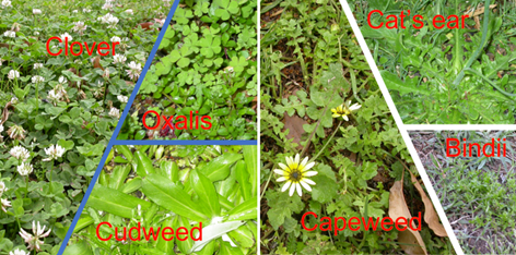 How to treat broadleaf weeds in your lawn???