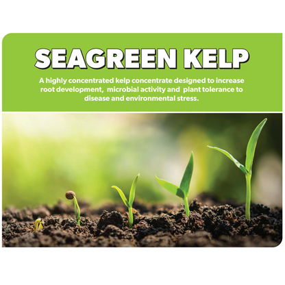 PGF SeaGreen Kelp